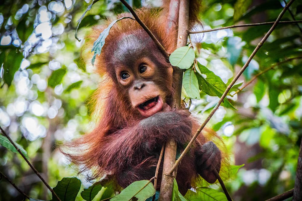 baby orangutan hangs in a branch